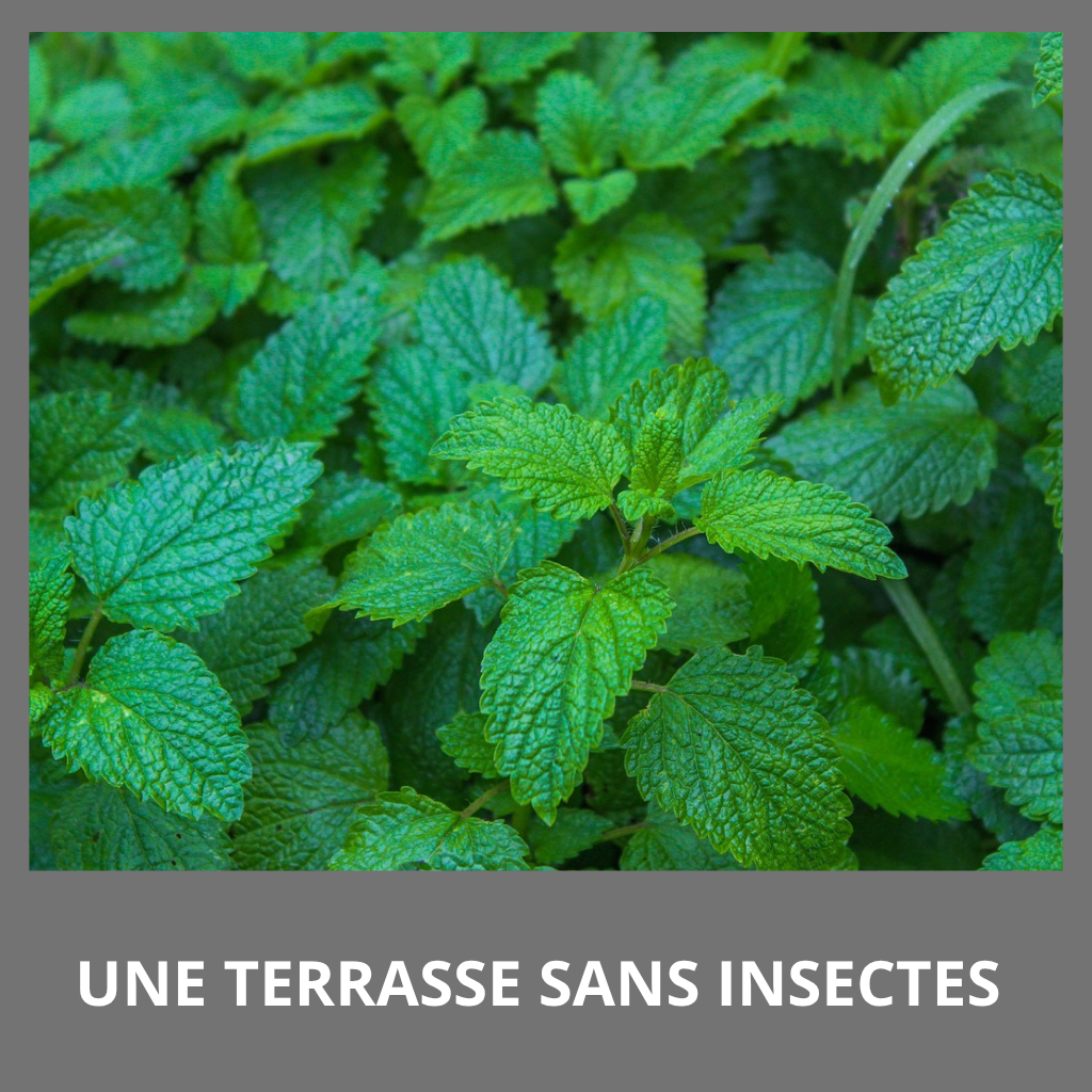 solutions-naturelles-pour-éloigner-les-insectes-dans-le-respect-de-l'environnement