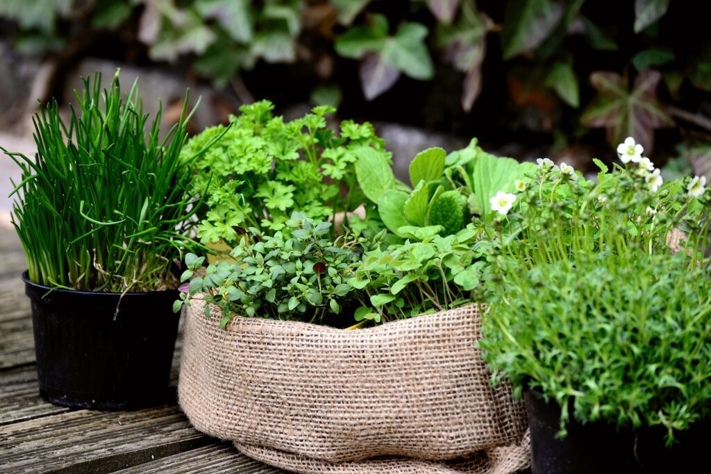 plantes-anti-insectes