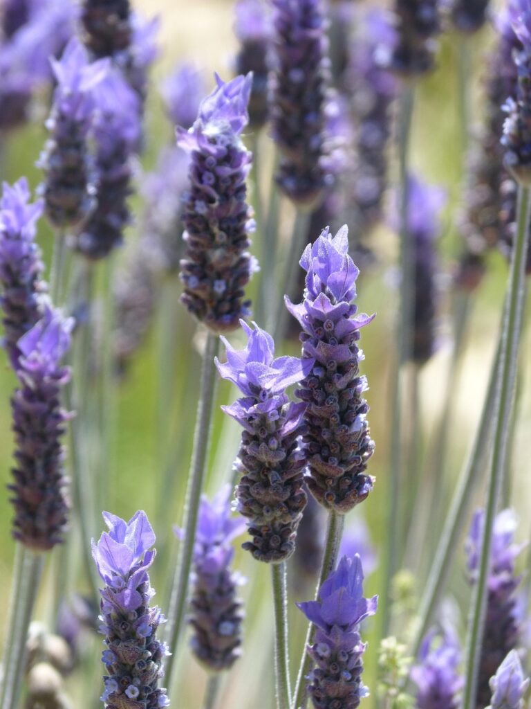 comment-éloigner-les-insectes-STORE OUEST 78